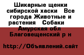 Шикарные щенки сибирской хаски - Все города Животные и растения » Собаки   . Амурская обл.,Благовещенский р-н